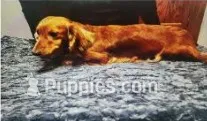 Monkey  – Dachshund puppy for sale in McKenzie, TN