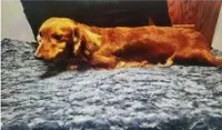 Monkey , a male Dachshund for sale in McKenzie, TN – 7 of 8