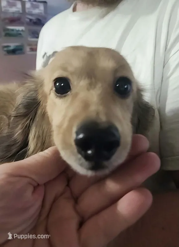 Teddy – Miniature Dachshund puppy for sale in McKenzie, TN
