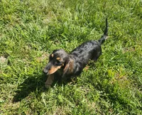 Blue Bell, a female Miniature Dachshund for sale in McKenzie, TN – 3 of 6