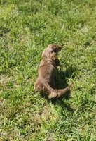 Trinity AKC, a female Dachshund for sale in McKenzie, TN – 4 of 10