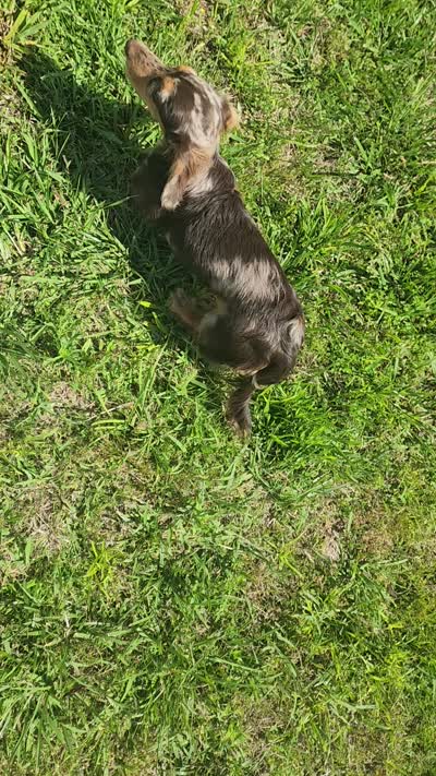 Monkey , a male Dachshund for sale in McKenzie, TN – 3 of 8