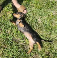 Blue Bell, a female Miniature Dachshund for sale in McKenzie, TN – 4 of 6