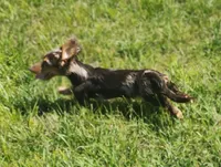 Monkey , a male Dachshund for sale in McKenzie, TN – 2 of 8