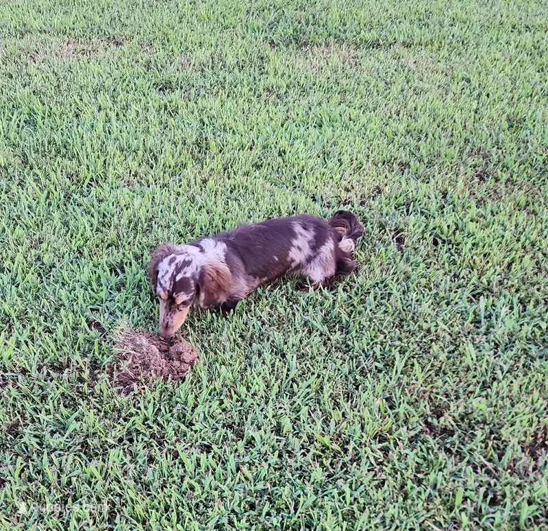 Wade – Dachshund puppy for sale in McKenzie, TN