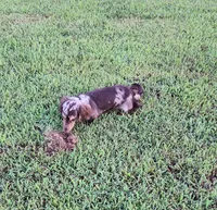 Wade, a male Dachshund for sale in McKenzie, TN – 1 of 4