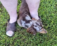 Wade, a male Dachshund for sale in McKenzie, TN – 2 of 4
