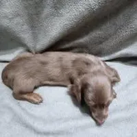 Pebble's girl, a female Dachshund for sale in McKenzie, TN – Photo 3 of 4