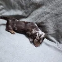 Monkey, a male Dachshund for sale in McKenzie, TN – Photo 4 of 4