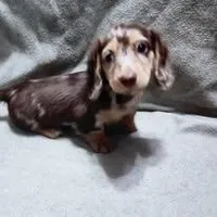 Monkey, a male Dachshund for sale in McKenzie, TN – Photo 1 of 4