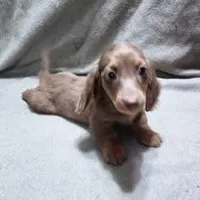 Pebble's girl, a female Dachshund for sale in McKenzie, TN – Photo 1 of 4