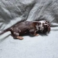 Monkey, a male Dachshund for sale in McKenzie, TN – Photo 2 of 4