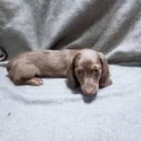 Pebble's girl, a female Dachshund for sale in McKenzie, TN – Photo 4 of 4