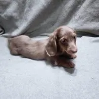 Pebble's girl, a female Dachshund for sale in McKenzie, TN – Photo 2 of 4