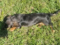 Blue Bell, a female Miniature Dachshund for sale in McKenzie, TN – 2 of 6