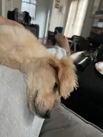 Fred, a male Golden Retriever for sale in Seattle, WA – Photo 4 of 5