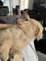 Fred, a male Golden Retriever for sale in Seattle, WA – Photo 3 of 5