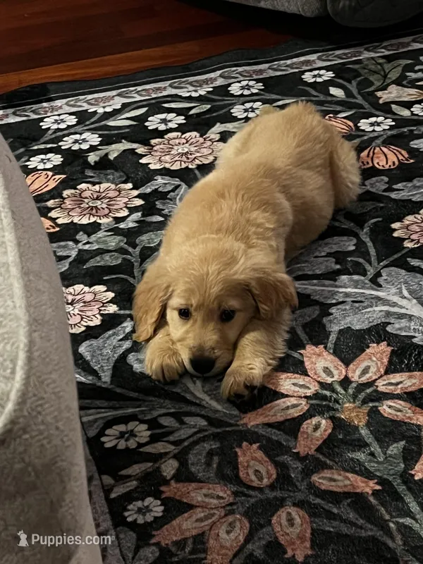 Fred – Golden Retriever puppy for sale in Seattle, WA
