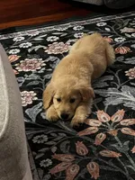 Fred, a male Golden Retriever for sale in Seattle, WA – Photo 1 of 5