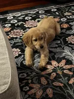 Fred, a male Golden Retriever for sale in Seattle, WA – Photo 2 of 5