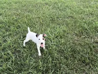 Piper , a female Parson Russell Terrier for sale in Birmingham, AL – 7 of 7
