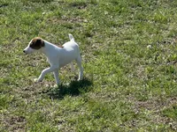 Ryder JRT , a male Parson Russell Terrier for sale in Birmingham, AL – 6 of 10
