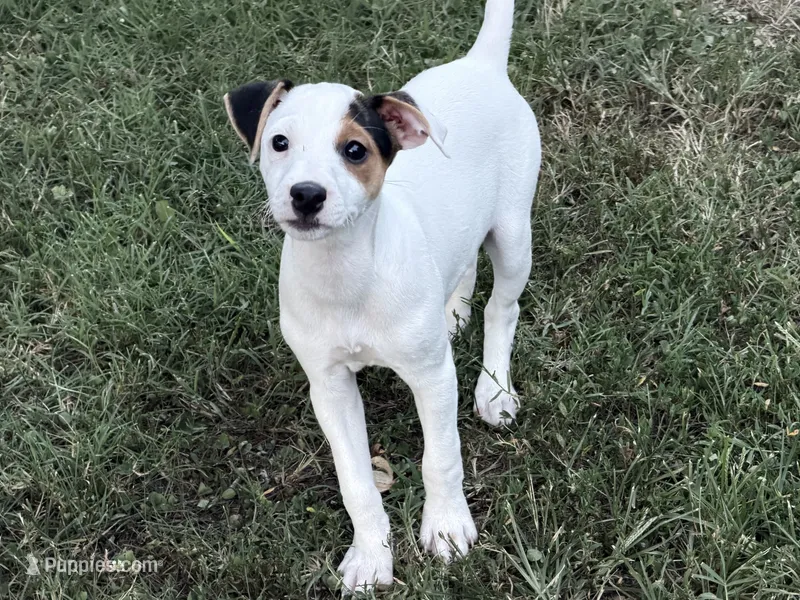 Piper  – Jack Russell Terrier puppy for sale in Birmingham, AL