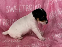 Stella, a female Jack Russell Terrier for sale in Birmingham, AL – 5 of 6