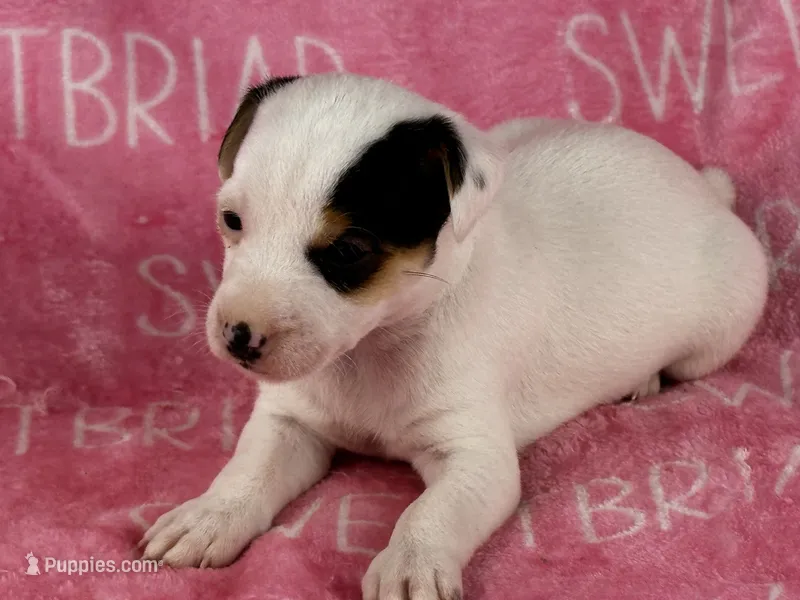 Piper  – Parson Russell Terrier puppy for sale in Birmingham, AL