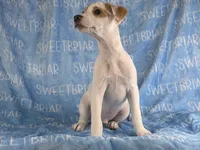 Pistol, a male Jack Russell Terrier for sale in Birmingham, AL – 4 of 9