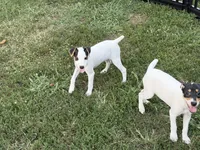 Gabby JRT, a female Parson Russell Terrier for sale in Birmingham, AL – 3 of 5