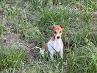Chloe , a female Jack Russell Terrier for sale in Birmingham, AL – Photo 4 of 9