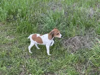 Chloe , a female Jack Russell Terrier for sale in Birmingham, AL – Photo 7 of 9