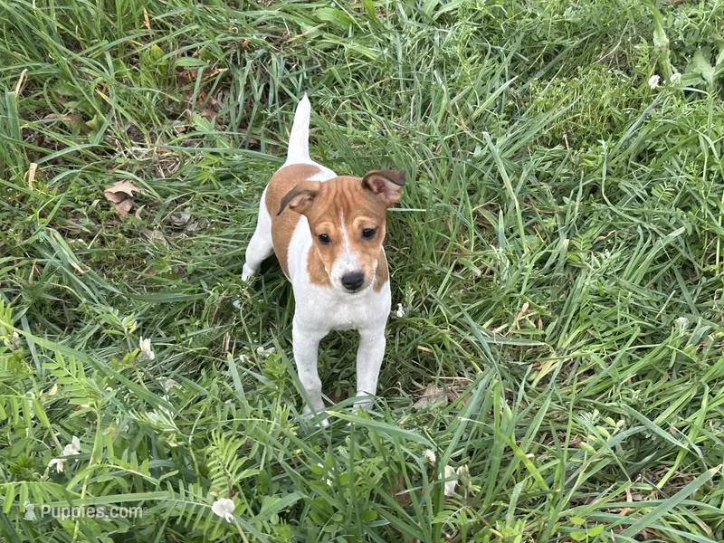 Chloe  – Jack Russell Terrier puppy for sale in Birmingham, AL