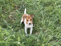 Chloe , a female Jack Russell Terrier for sale in Birmingham, AL – Photo 2 of 9