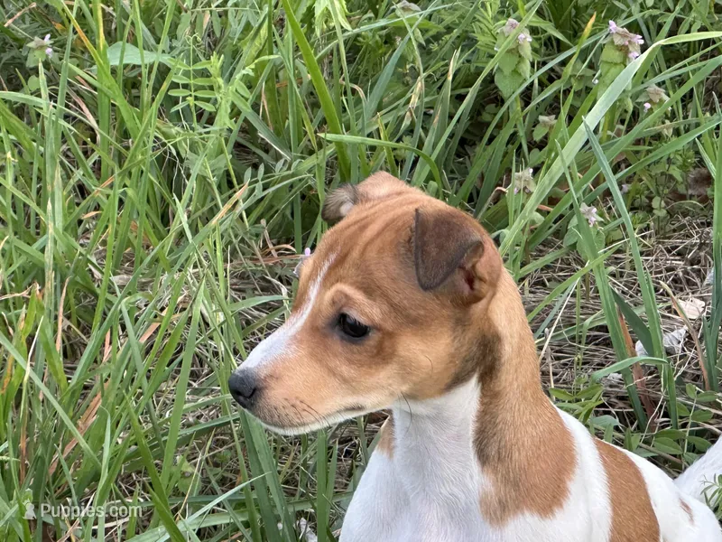 Chloe  – Jack Russell Terrier puppy for sale in Birmingham, AL