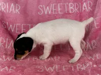 Stella JRT, a female Parson Russell Terrier for sale in Birmingham, AL – 5 of 6