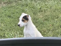Piper , a female Jack Russell Terrier for sale in Birmingham, AL – 4 of 6