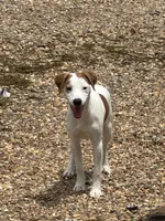 Zach JRT, a male Parson Russell Terrier for sale in Birmingham, AL – Photo 2 of 7