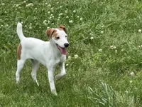 Zach JRT, a male Parson Russell Terrier for sale in Birmingham, AL – Photo 5 of 7