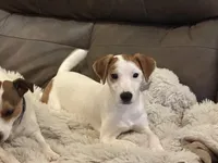 Zach JRT, a male Parson Russell Terrier for sale in Birmingham, AL – Photo 1 of 7