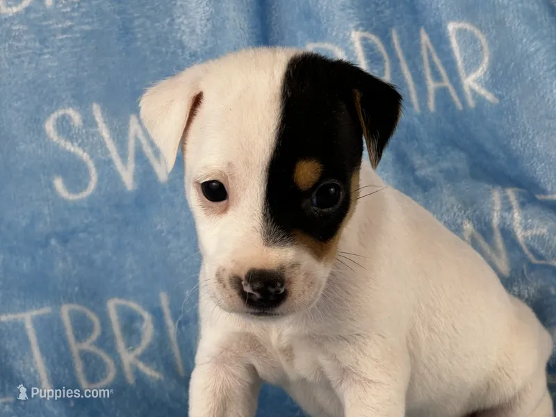 Sawyer  – Jack Russell Terrier puppy for sale in Birmingham, AL