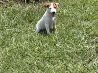 Petey JRT, a male Parson Russell Terrier for sale in Birmingham, AL – 3 of 9