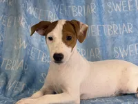 Petey JRT, a male Parson Russell Terrier for sale in Birmingham, AL – 7 of 9