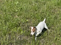 Raider JRT, a male Parson Russell Terrier for sale in Birmingham, AL – 7 of 7