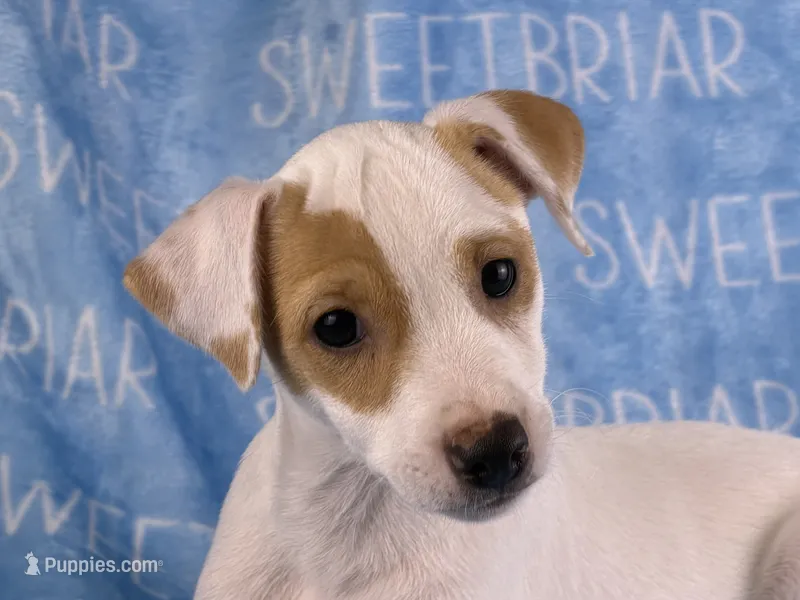Pistol JRT – Parson Russell Terrier puppy for sale in Birmingham, AL