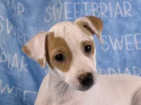Pistol JRT, a male Parson Russell Terrier for sale in Birmingham, AL – 1 of 8