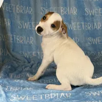 Heath, a male Jack Russell Terrier for sale in Birmingham, AL – Photo 8 of 8