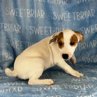Heath, a male Jack Russell Terrier for sale in Birmingham, AL – Photo 7 of 8
