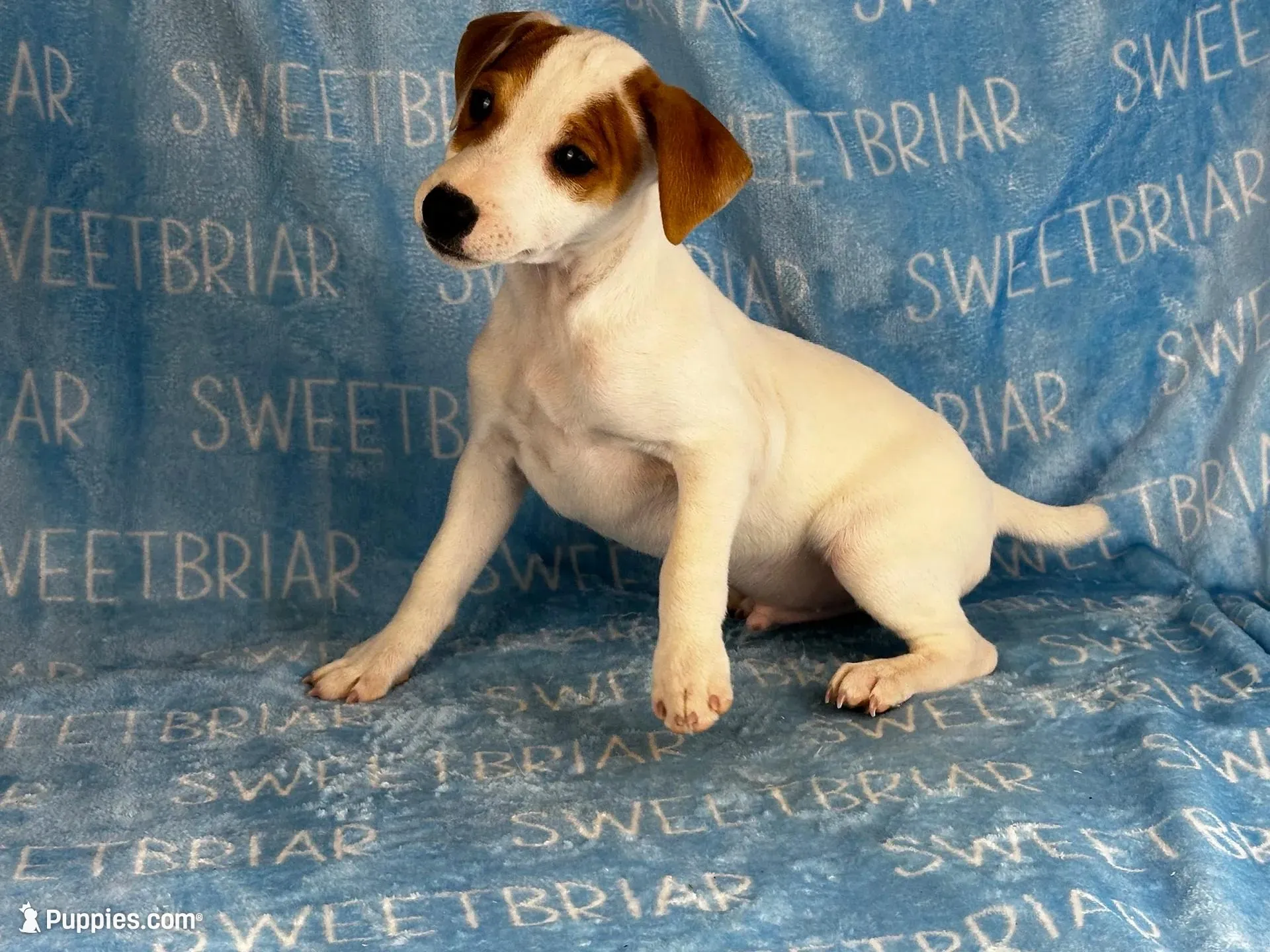 Heath, a male Jack Russell Terrier for sale in Birmingham, AL – Photo 5 of 8